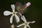 Common catchfly